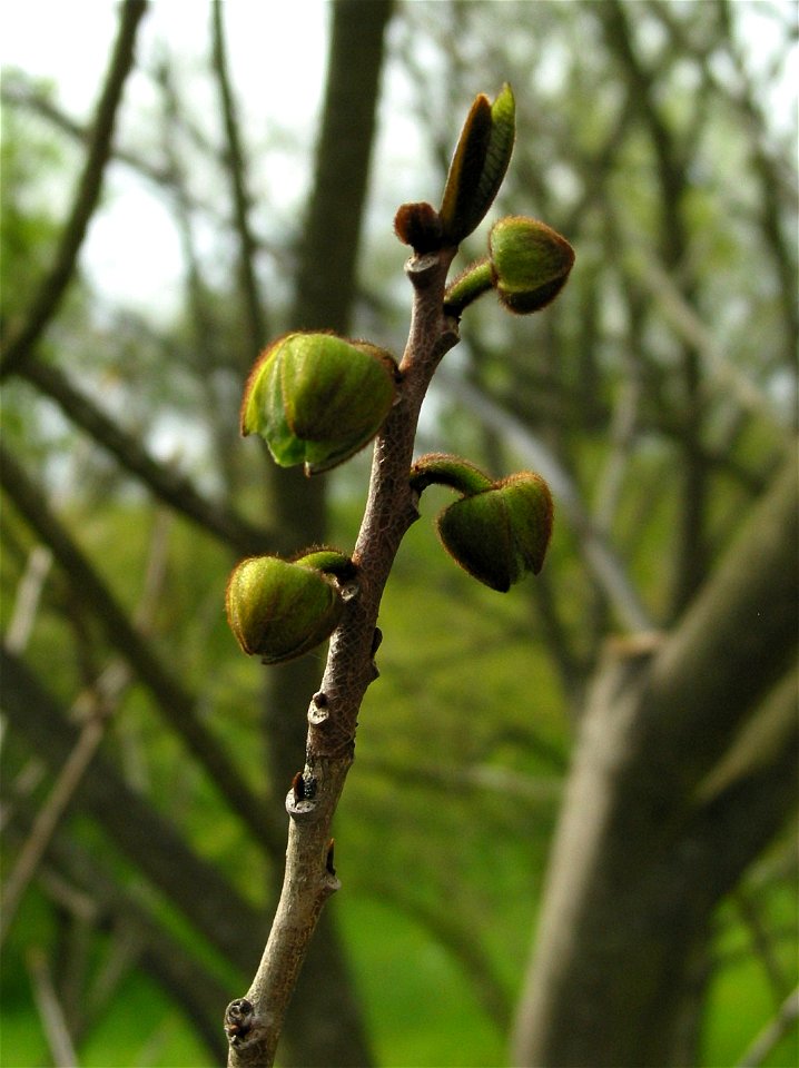 Austrieb an einer Pawpaw (Asimina triloba) im Botanischen Garten Berlin