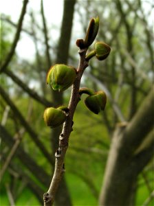 Austrieb an einer Pawpaw (Asimina triloba) im Botanischen Garten Berlin
