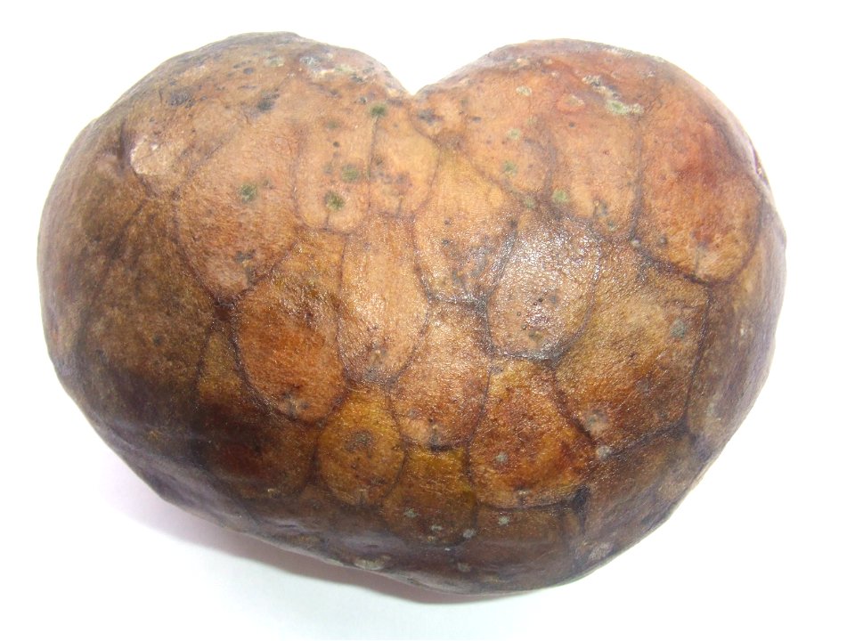 Annona cherimola, bought at the Binnenrotte market in Rotterdam, The Netherlands