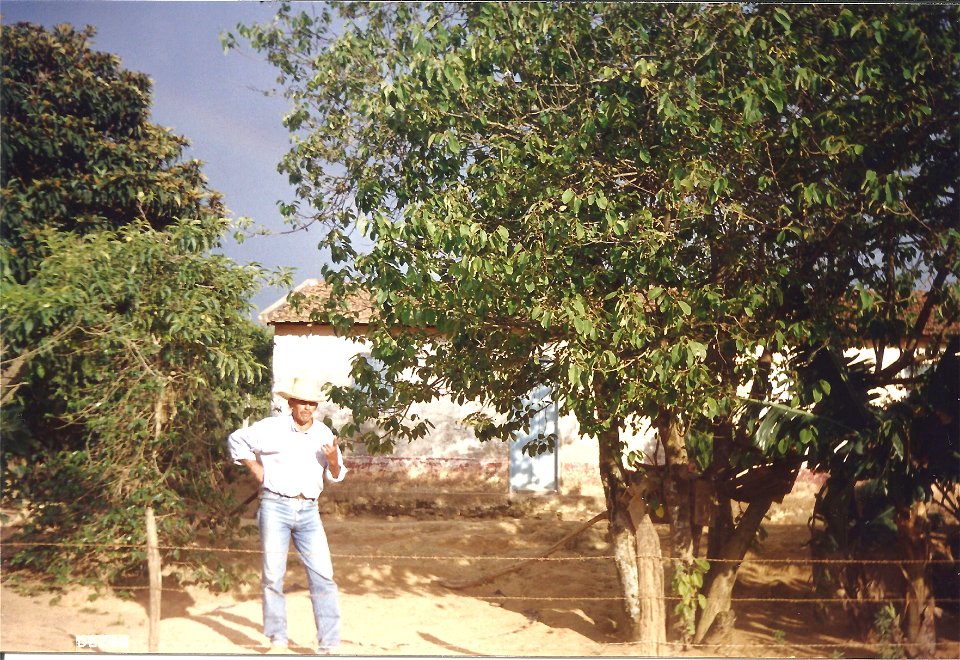 Cherimoya's plant in Munhoz, Minas Gerais, Brazil