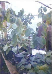 Cherimoya (Annona cherimola Mill.) seedlings in Loja, Ecuador. photo