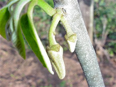 Floral buds of cherimoya plant, commercial orchard, located in Pedra Bela, state of São Paulo, Brazil. photo