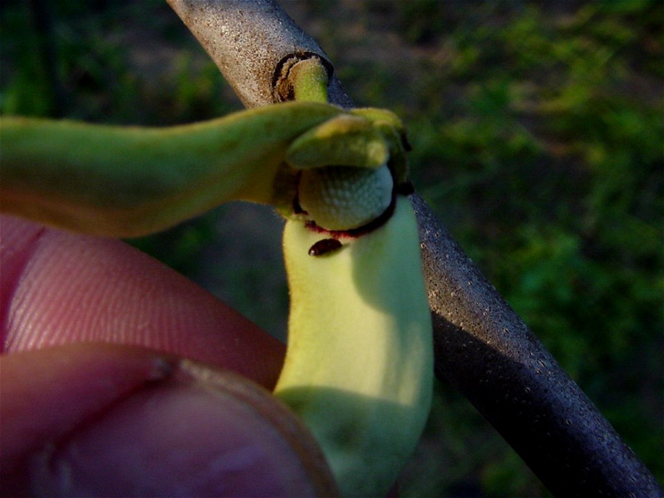 Flower of cherimoya (Annona cherimola Mill.) in female state, being visited by beetle, in rural property of Jundiaí, state of São Paulo, Brazil.