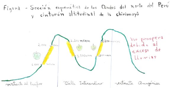 Drawing of the height belt of the occurrence of the cherimoya (Annona cherimola Mill.) in the north of Peru. photo