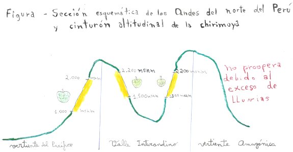 Drawing of the height belt of the occurrence of the cherimoya (Annona cherimola Mill.) in the north of Peru.