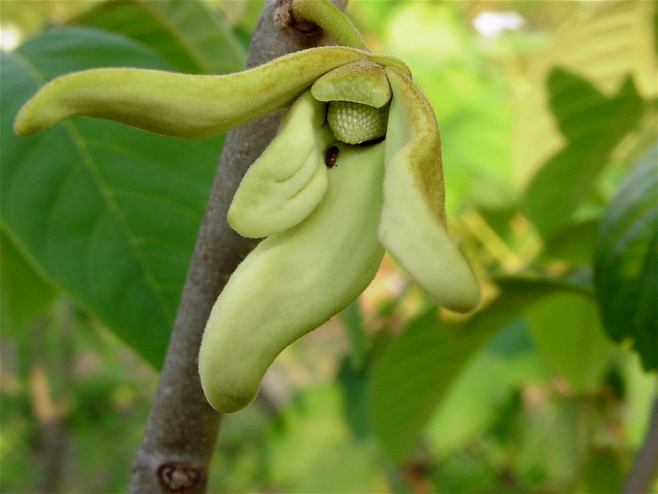 Nitidulidae beetle visiting the flower of the cherimoya (Annona cherimola Mill.), in commercial orchard of Jundiaí, state of São Paulo, Brazil.