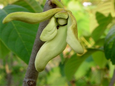 Nitidulidae beetle visiting the flower of the cherimoya (Annona cherimola Mill.), in commercial orchard of Jundiaí, state of São Paulo, Brazil. photo