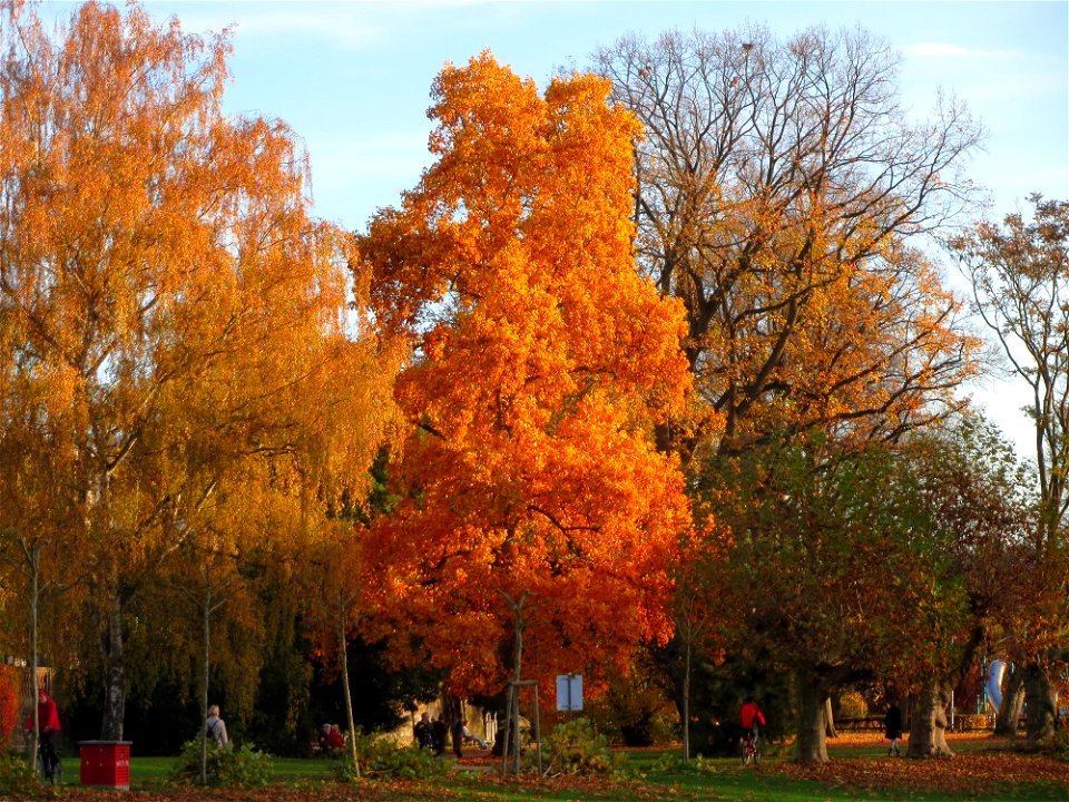 Tulpenbaum (Liriodendron tulipifera) in Saarbrücken