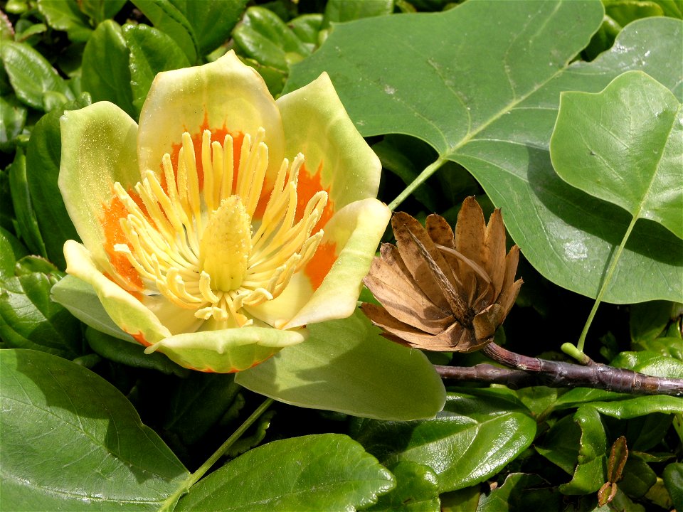 Liriodendron tulipifera flower