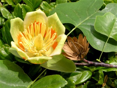 Liriodendron tulipifera flower photo