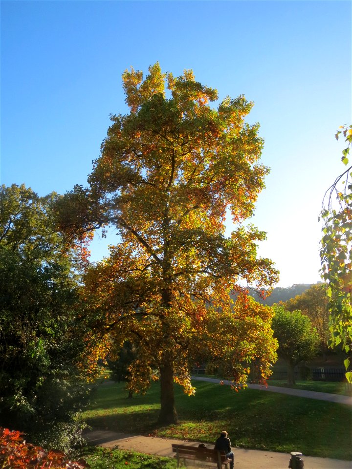 Tulpenbaum (Liriodendron tulipifera) am Staden in Saarbrücken