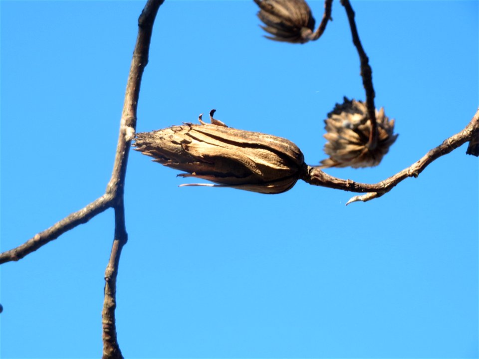 Tulpenbaum (Liriodendron tulipifera) am Staden in Saarbrücken