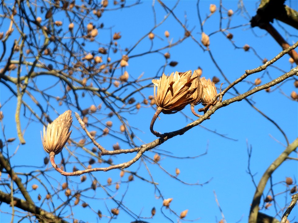 Tulpenbaum (Liriodendron tulipifera) am Staden in Saarbrücken