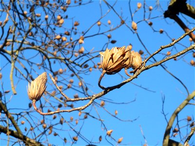 Tulpenbaum (Liriodendron tulipifera) am Staden in Saarbrücken