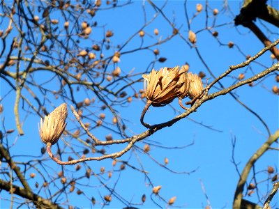 Tulpenbaum (Liriodendron tulipifera) am Staden in Saarbrücken photo