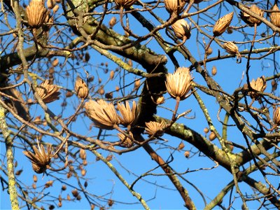 Tulpenbaum (Liriodendron tulipifera) am Staden in Saarbrücken