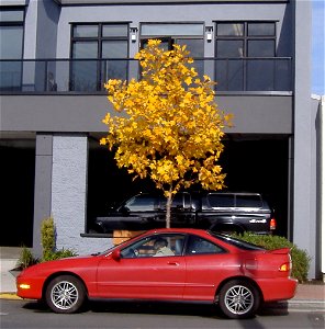 Tulip tree (Liriodendron tulipifera) in peak fall color on Bevan Ave. in Sidney, British Columbia.