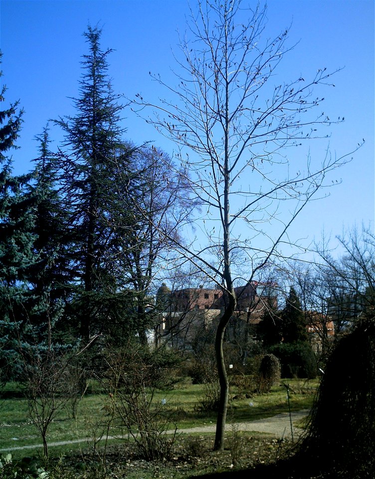 Liriodendron tulipifera, denumit si arborele cu lalele, la Gradina Botanica din Bucuresti.