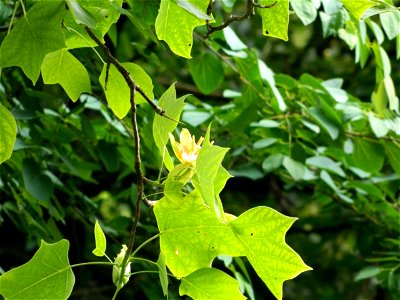 Квітуче тюльпанове дерево (Liriodendron tulipifera) у Стрийському парку