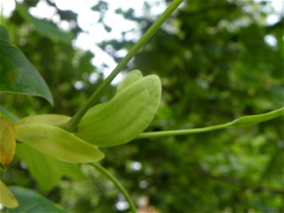 Liriodendron tulipifera photo