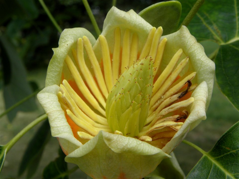 Liriodendron tulipifera photo