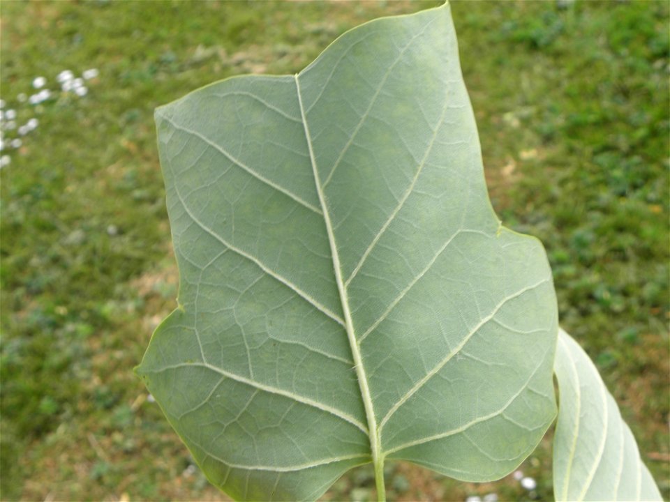 Liriodendron tulipifera