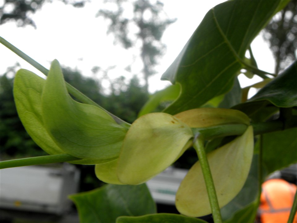 Liriodendron tulipifera