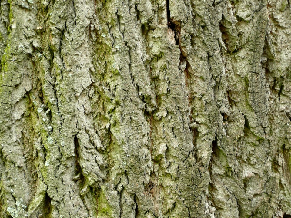 Liriodendron tulipiferum