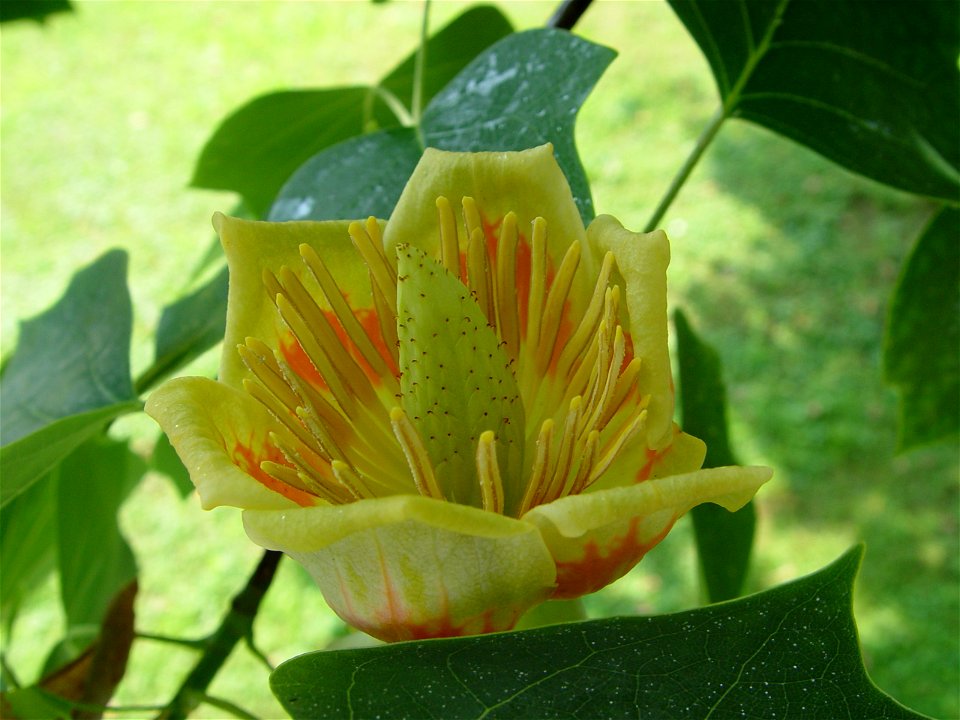 A flower of Liriodendron tulipifera photo