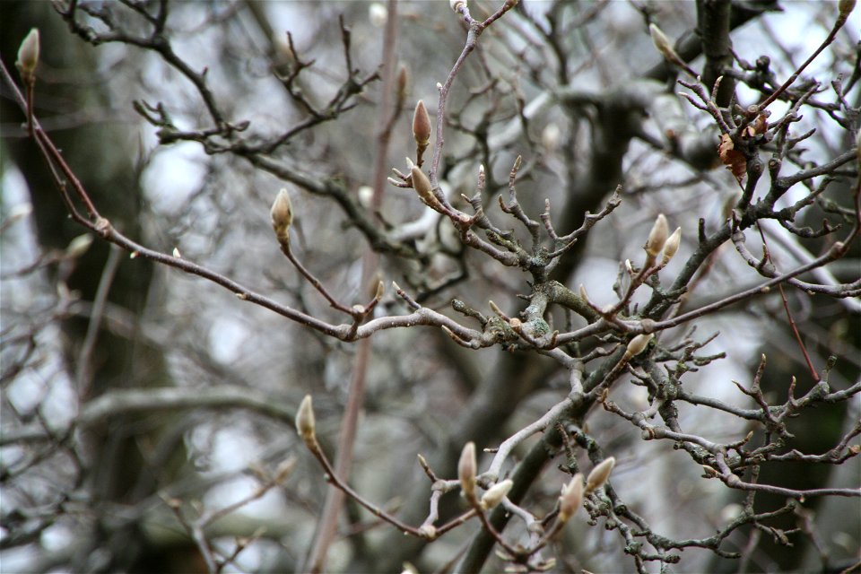 Tulip Poplar tree in Louisville in winter.