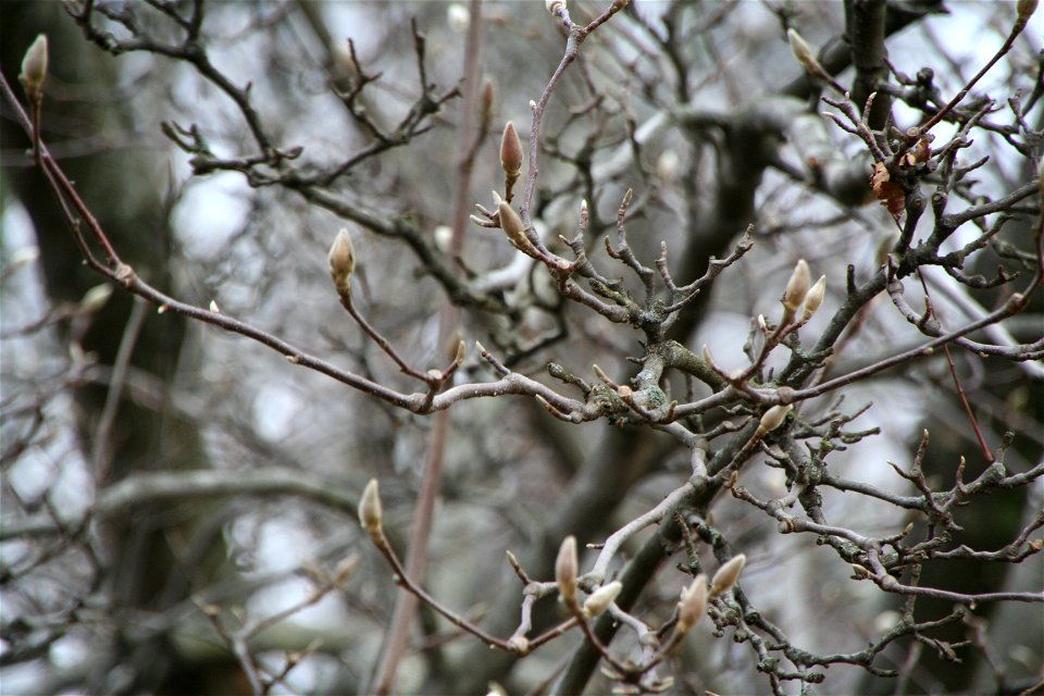 Tulip Poplar tree in Louisville in winter. photo