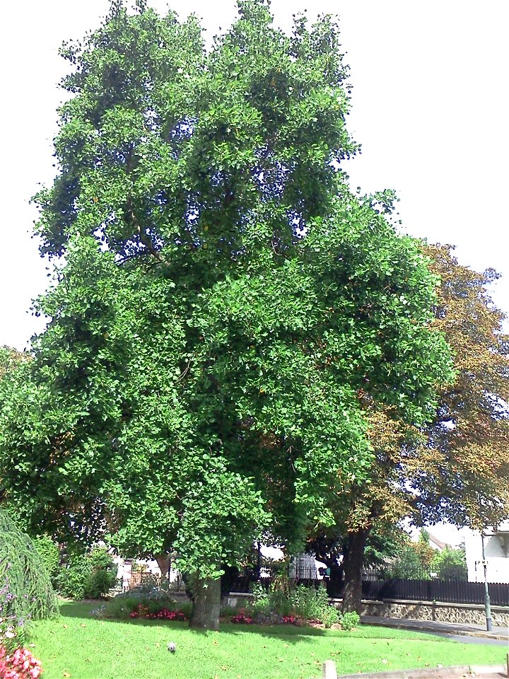 Tulipier, une sorte d'arbre.