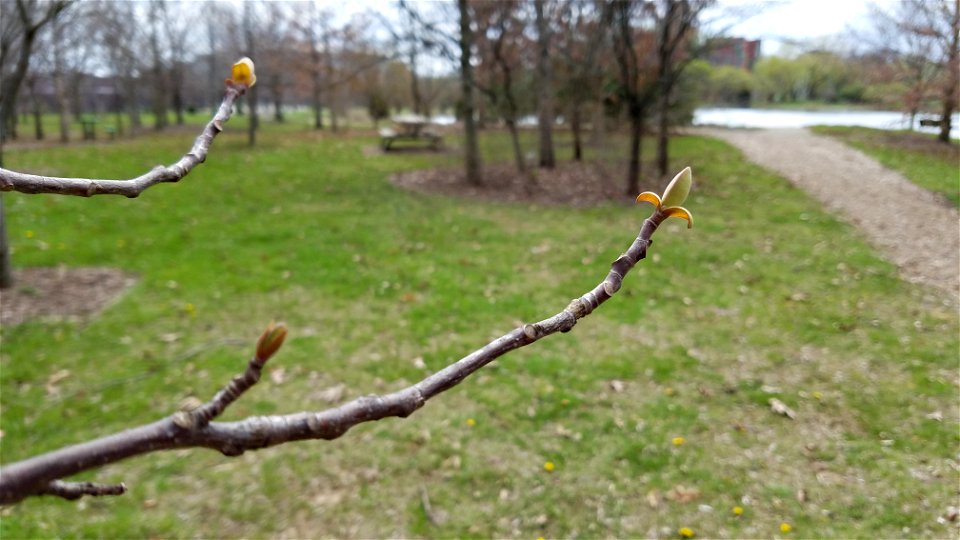 Chadwick Arboretum and Learning Gardens Arboretum North The Ohio State University Columbus, Ohio photo