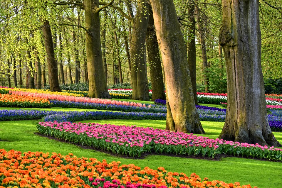Tulips grass spring flowers