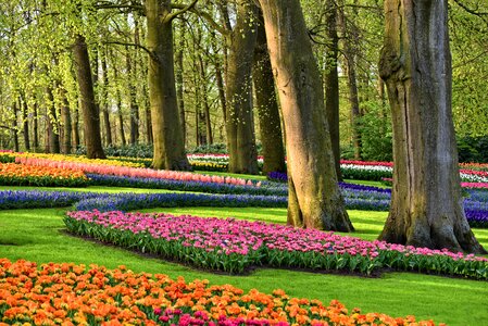 Tulips grass spring flowers