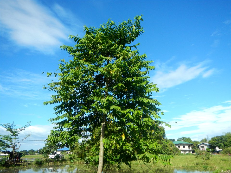 Ylang-ylang (Cananga odorata) Barangay Tilapayong 14°58'41"N   120°52'40"E  Baliuag, Bulacan, Bulacan province, (accessed from Cagayan Valley Road, Baliuag-Pulilan-Guiguinto, Bulacan) Pan-Philippine H