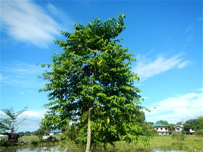Ylang-ylang (Cananga odorata) Barangay Tilapayong 14°58'41"N   120°52'40"E  Baliuag, Bulacan, Bulacan province, (accessed from Cagayan Valley Road, Baliuag-Pulilan-Guiguinto, Bulacan) Pan-Philippine H