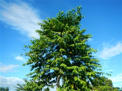Ylang-ylang (Cananga odorata) Barangay Tilapayong 14°58'41"N   120°52'40"E  Baliuag, Bulacan, Bulacan province, (accessed from Cagayan Valley Road, Baliuag-Pulilan-Guiguinto, Bulacan) Pan-Philippine H