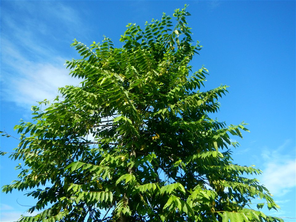Ylang-ylang (Cananga odorata) Barangay Tilapayong 14°58'41"N   120°52'40"E  Baliuag, Bulacan, Bulacan province, (accessed from Cagayan Valley Road, Baliuag-Pulilan-Guiguinto, Bulacan) Pan-Philippine H