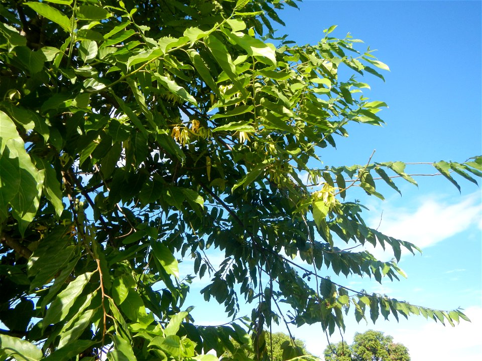 Ylang-ylang (Cananga odorata) Barangay Tilapayong 14°58'41"N   120°52'40"E  Baliuag, Bulacan, Bulacan province, (accessed from Cagayan Valley Road, Baliuag-Pulilan-Guiguinto, Bulacan) Pan-Philippine H