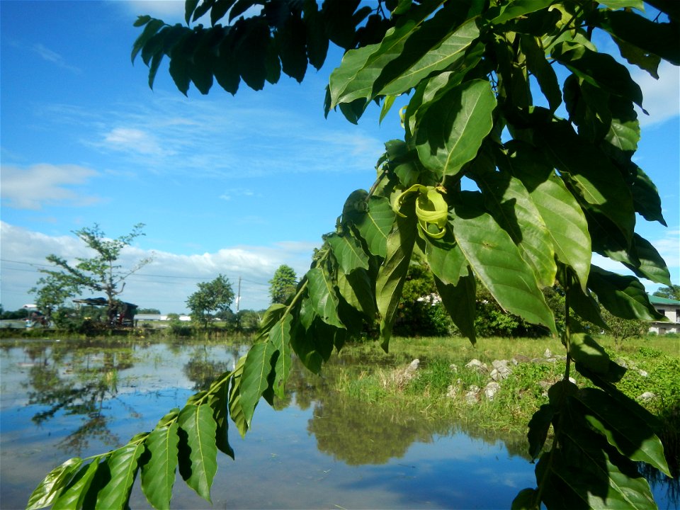 Ylang-ylang (Cananga odorata) Barangay Tilapayong 14°58'41"N   120°52'40"E  Baliuag, Bulacan, Bulacan province, (accessed from Cagayan Valley Road, Baliuag-Pulilan-Guiguinto, Bulacan) Pan-Philippine H
