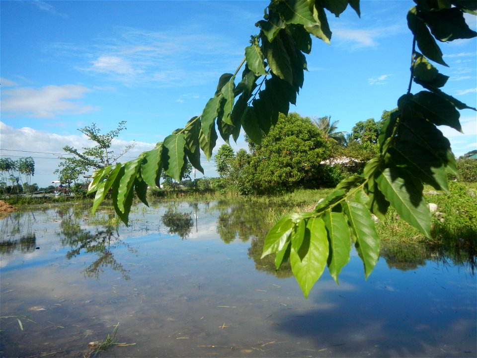 Ylang-ylang (Cananga odorata) Barangay Tilapayong 14°58'41"N   120°52'40"E  Baliuag, Bulacan, Bulacan province, (accessed from Cagayan Valley Road, Baliuag-Pulilan-Guiguinto, Bulacan) Pan-Philippine H