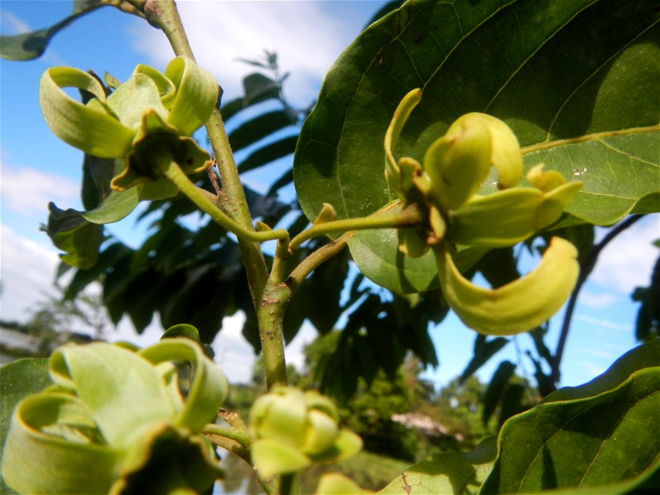 Ylang-ylang (Cananga odorata) Barangay Tilapayong 14°58'41"N   120°52'40"E  Baliuag, Bulacan, Bulacan province, (accessed from Cagayan Valley Road, Baliuag-Pulilan-Guiguinto, Bulacan) Pan-Philippine H