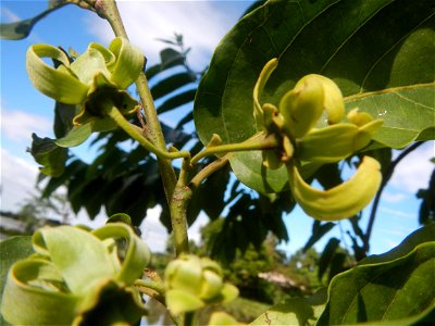 Ylang-ylang (Cananga odorata) Barangay Tilapayong 14°58'41"N   120°52'40"E  Baliuag, Bulacan, Bulacan province, (accessed from Cagayan Valley Road, Baliuag-Pulilan-Guiguinto, Bulacan) Pan-Philippine H