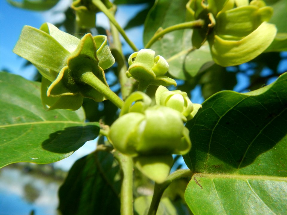 Ylang-ylang (Cananga odorata) Barangay Tilapayong 14°58'41"N   120°52'40"E  Baliuag, Bulacan, Bulacan province, (accessed from Cagayan Valley Road, Baliuag-Pulilan-Guiguinto, Bulacan) Pan-Philippine H