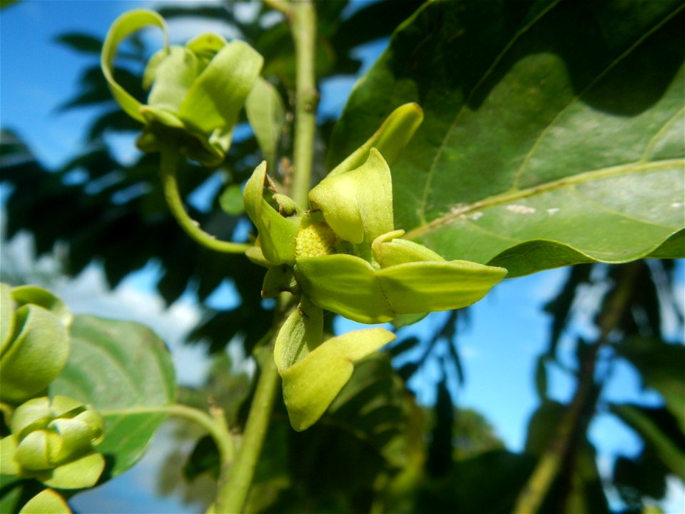 Ylang-ylang (Cananga odorata) Barangay Tilapayong 14°58'41"N   120°52'40"E  Baliuag, Bulacan, Bulacan province, (accessed from Cagayan Valley Road, Baliuag-Pulilan-Guiguinto, Bulacan) Pan-Philippine H