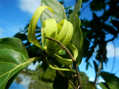 Ylang-ylang (Cananga odorata) Barangay Tilapayong 14°58'41"N   120°52'40"E  Baliuag, Bulacan, Bulacan province, (accessed from Cagayan Valley Road, Baliuag-Pulilan-Guiguinto, Bulacan) Pan-Philippine H