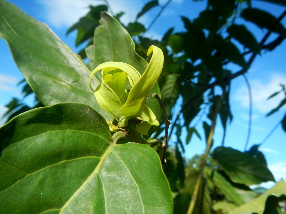 Ylang-ylang (Cananga odorata) Barangay Tilapayong 14°58'41"N   120°52'40"E  Baliuag, Bulacan, Bulacan province, (accessed from Cagayan Valley Road, Baliuag-Pulilan-Guiguinto, Bulacan) Pan-Philippine H