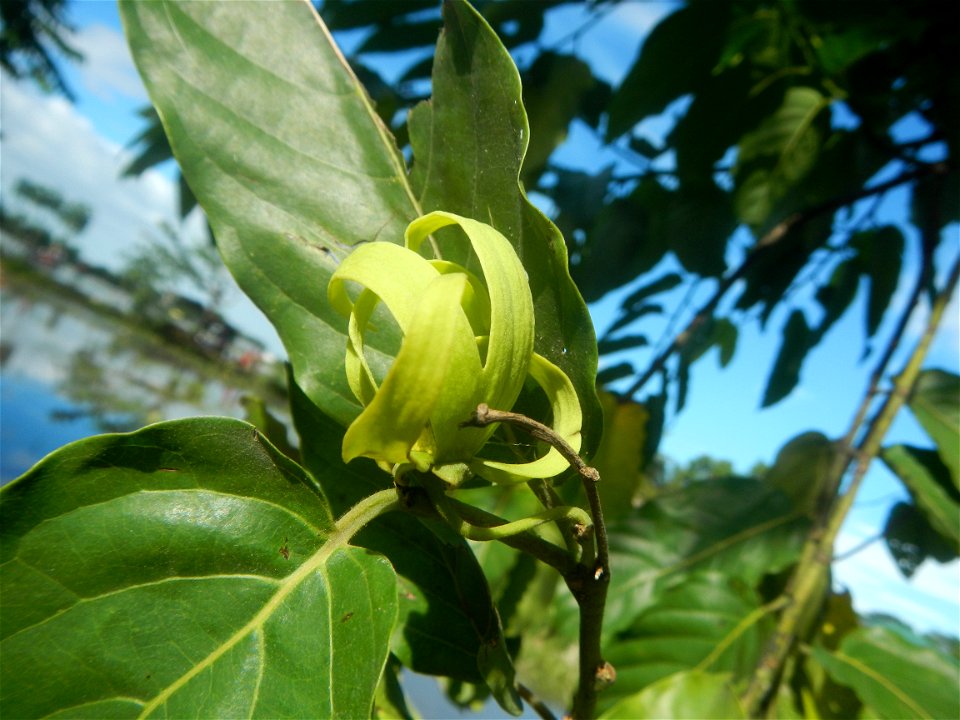 Ylang-ylang (Cananga odorata) Barangay Tilapayong 14°58'41"N   120°52'40"E  Baliuag, Bulacan, Bulacan province, (accessed from Cagayan Valley Road, Baliuag-Pulilan-Guiguinto, Bulacan) Pan-Philippine H