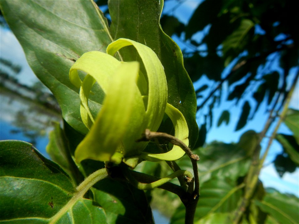 Ylang-ylang (Cananga odorata) Barangay Tilapayong 14°58'41"N   120°52'40"E  Baliuag, Bulacan, Bulacan province, (accessed from Cagayan Valley Road, Baliuag-Pulilan-Guiguinto, Bulacan) Pan-Philippine H